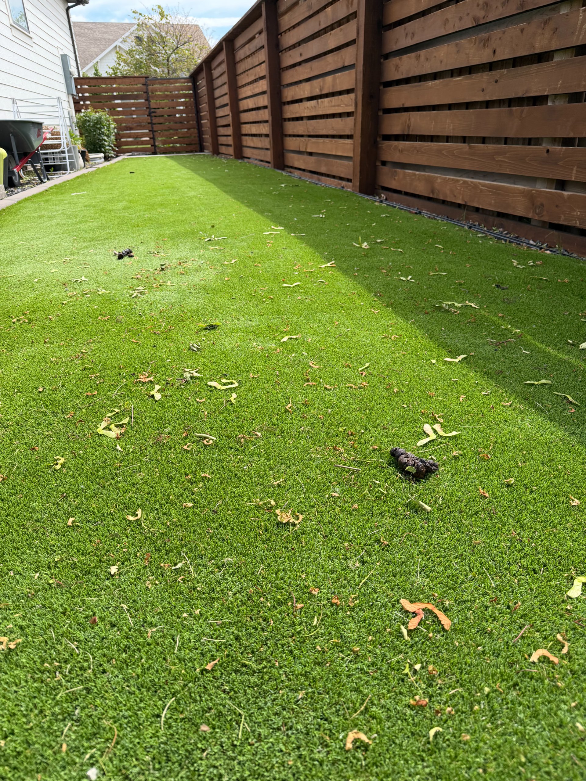 Before — side yard